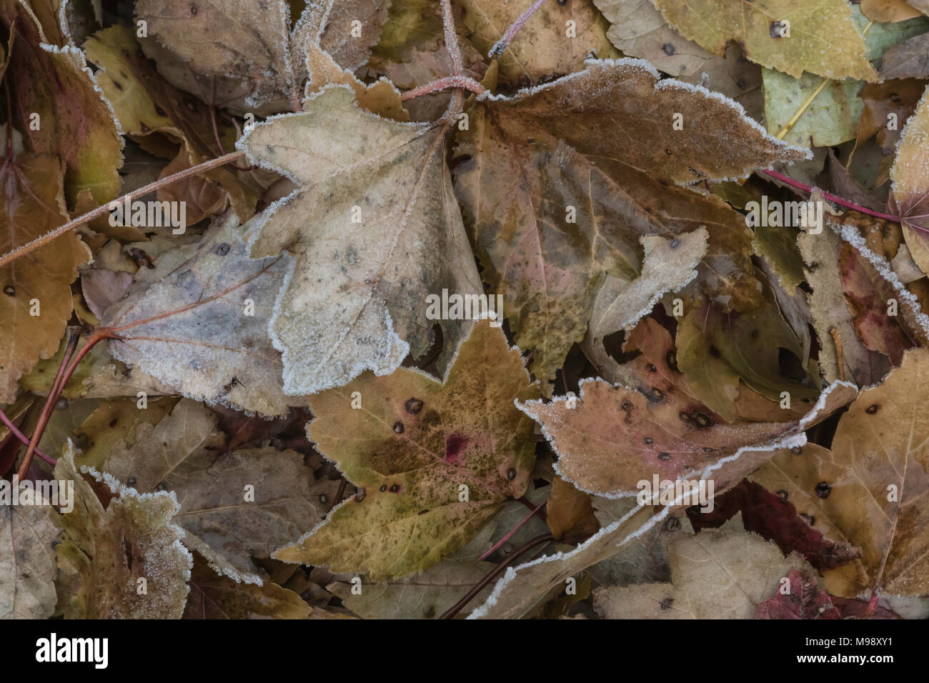 Nahaufnahme der einen Haufen Blätter im Herbst, beschichtet mit Frost an einem kalten Wintermorgen Stockfoto
