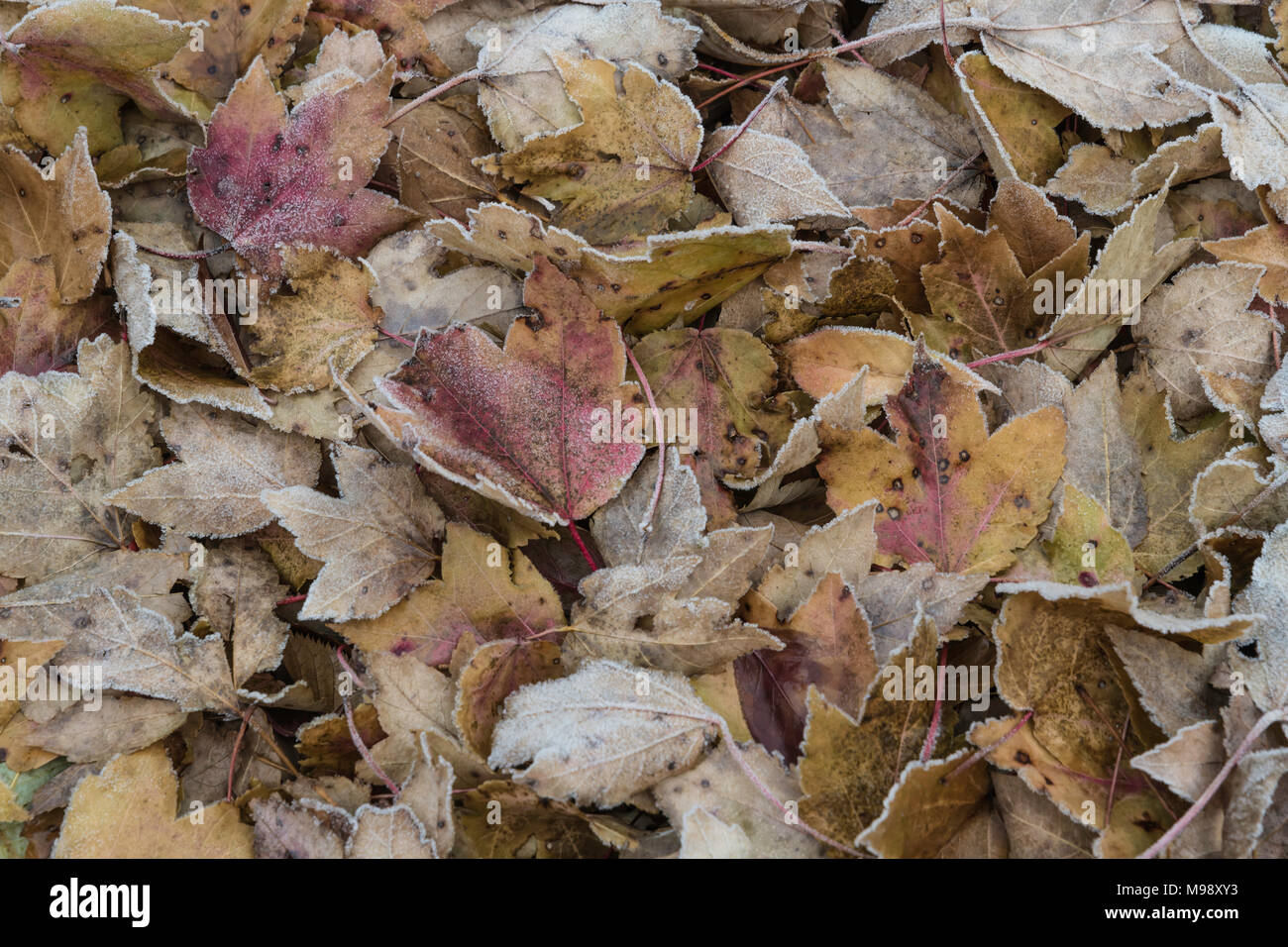 Stapel der Blätter im Herbst, beschichtet mit Frost an einem kalten Wintermorgen Stockfoto