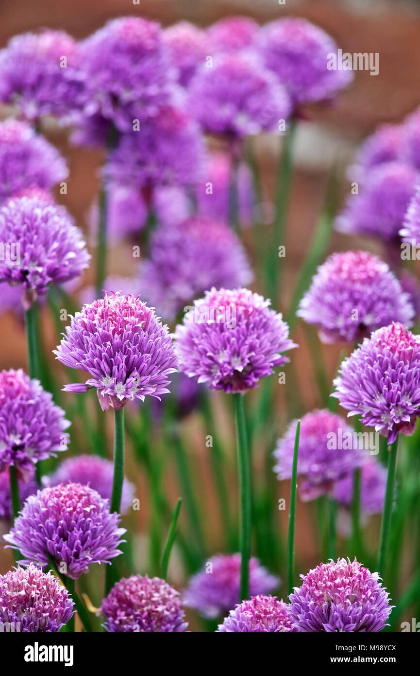Lila Schnittlauch Blüte im Sommer Garten Wroxeter, Shrewsbury, Shropshire, England im Sommer Stockfoto