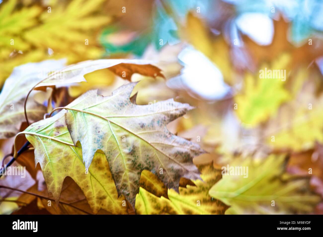 Herbstfarben Blätter flattern im Wind Stockfoto