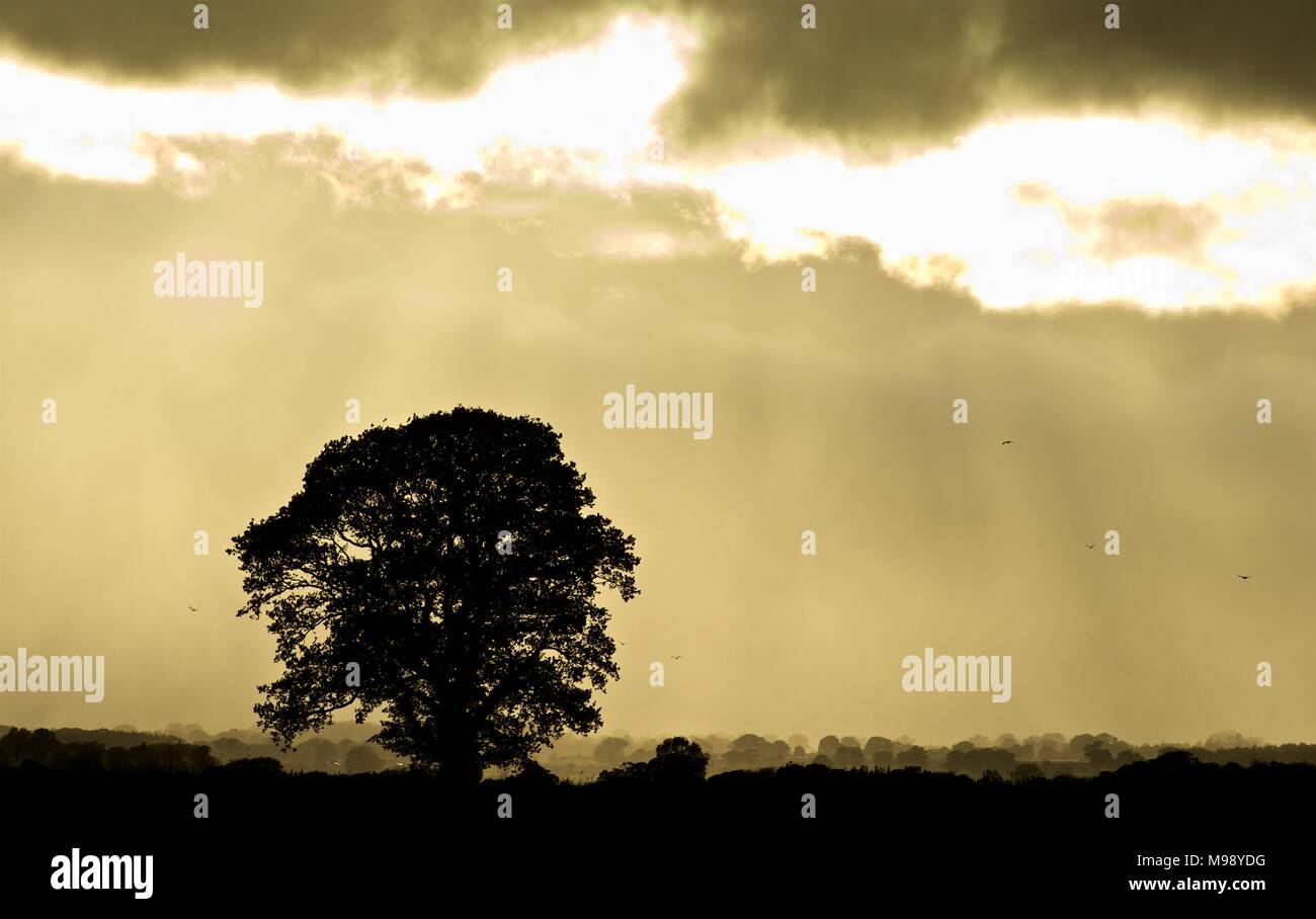 Shropshire Landschaft mit Baum, schönen Himmel und Licht Stockfoto
