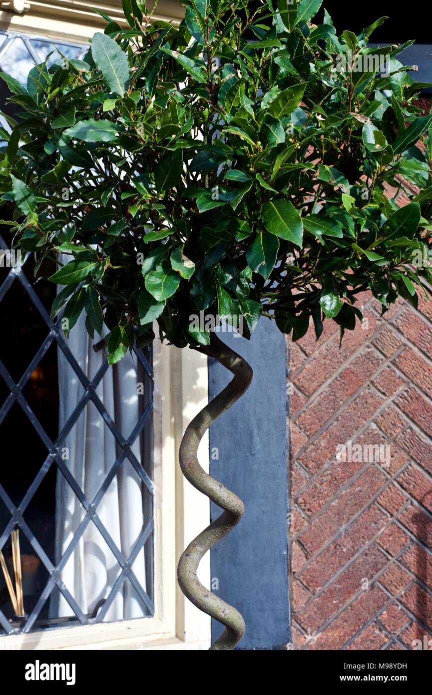 Bay Tree mit Stammzellen in ornamentalen Spiralförmig Stockfoto