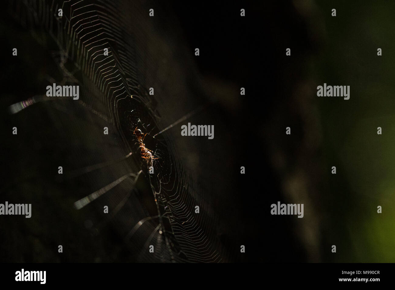 Eine Spinne in seinem Web im Regenwald von Peru. Stockfoto