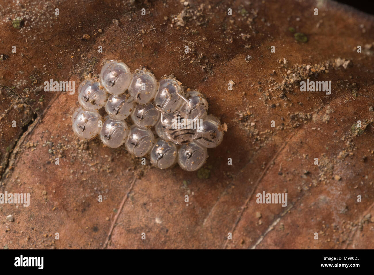 Ein Foto von Shield bug Eier, die vor Kurzem geschlüpft sind. Stockfoto