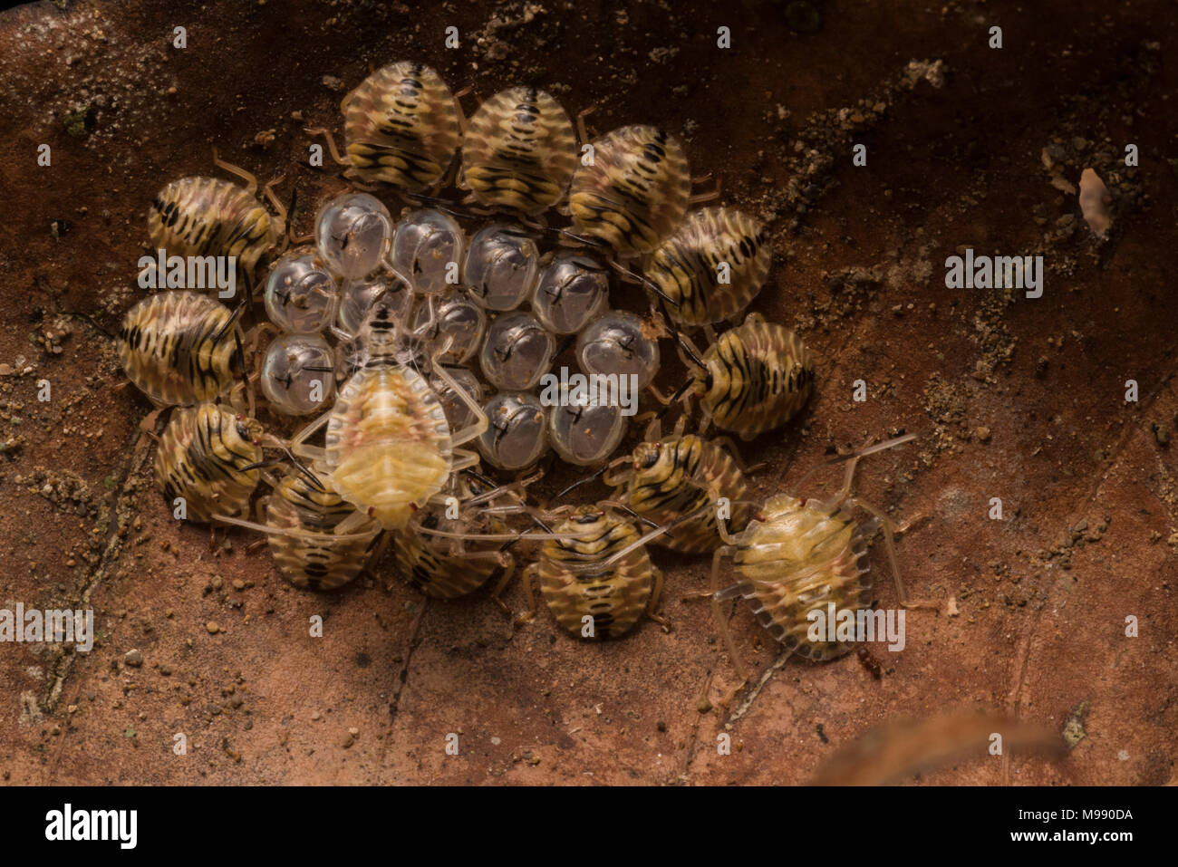 Eine kreisförmige Anordnung der Shield bug Nymphen um die Eier, die Sie von geschlüpft. Sie herum kleben, um für ein paar Tage vor Dispergieren. Stockfoto