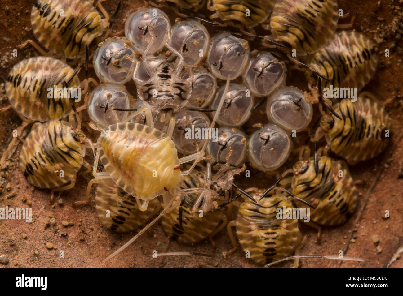 Eine kreisförmige Anordnung der Shield bug Nymphen um die Eier, die Sie von geschlüpft. Sie herum kleben, um für ein paar Tage vor Dispergieren. Stockfoto