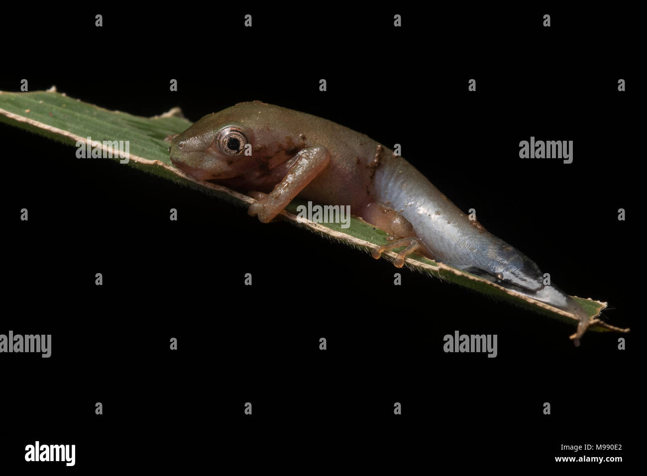 Frosch aus Peru schaut unglaublich komisch und dumm und ein Teil der Weg  durch mit der Metamorphose. Bald wird es den Schwanz verlieren, und schauen  mehr froglike Stockfotografie - Alamy