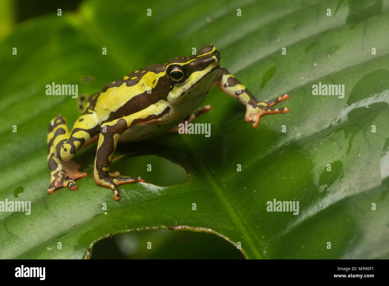 Ein männlicher Atelopus pulcher, einer vom Aussterben bedrohten stubfoot Kröte endemisch in Peru. Diese Art ist in der Gefahr des Verschwindens & Populationen zurückgegangen. Stockfoto