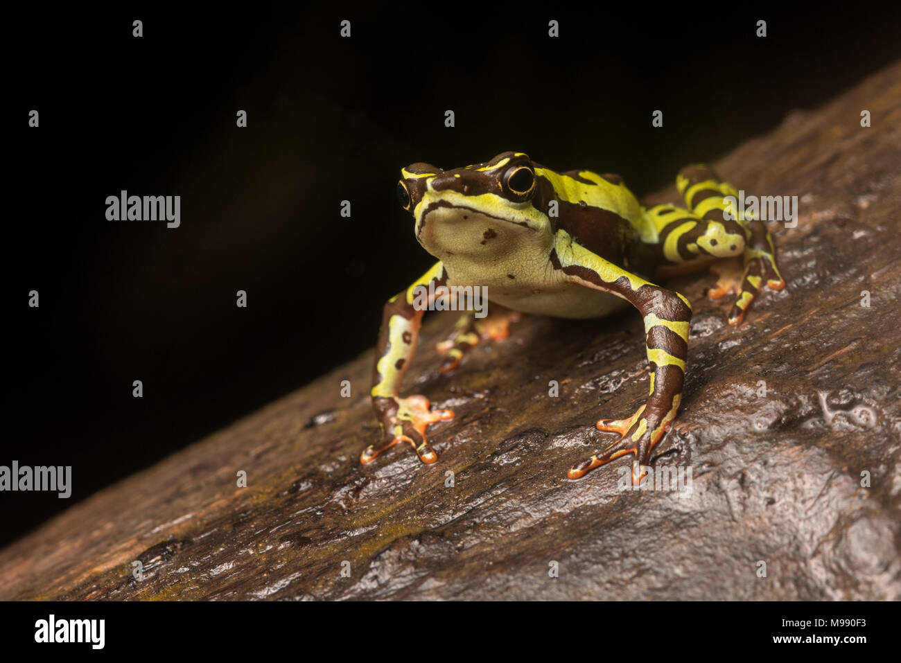 Ein männlicher Atelopus pulcher, einer vom Aussterben bedrohten stubfoot Kröte endemisch in Peru. Diese Art ist in der Gefahr des Verschwindens & Populationen zurückgegangen. Stockfoto