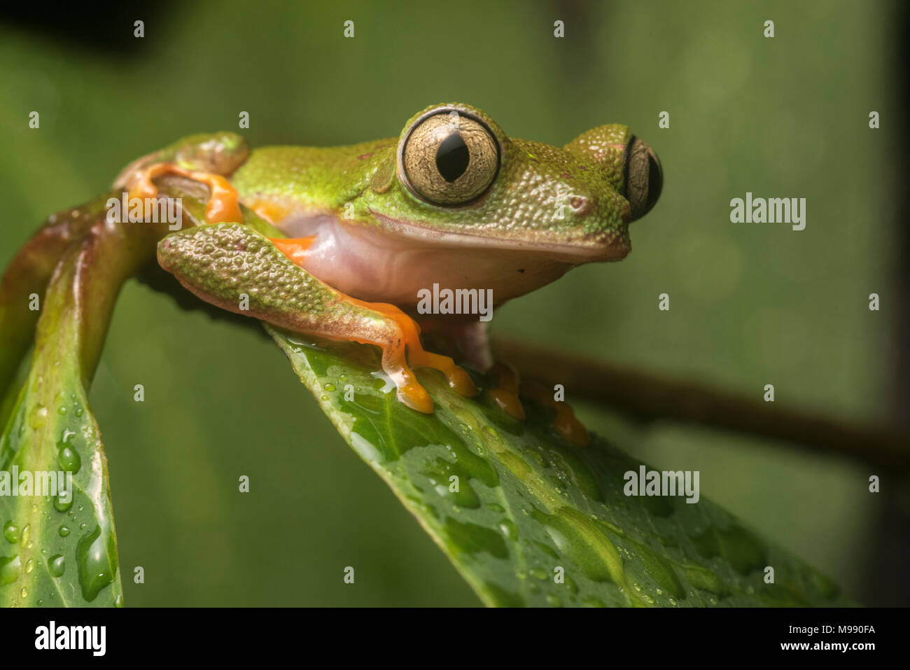 Agalychnis hulli Eine seltene laubfrosch von ein paar Orten in Ecuador & Peru bekannt. Eng mit der viel häufiger Red Eyed Tree Frog. Stockfoto