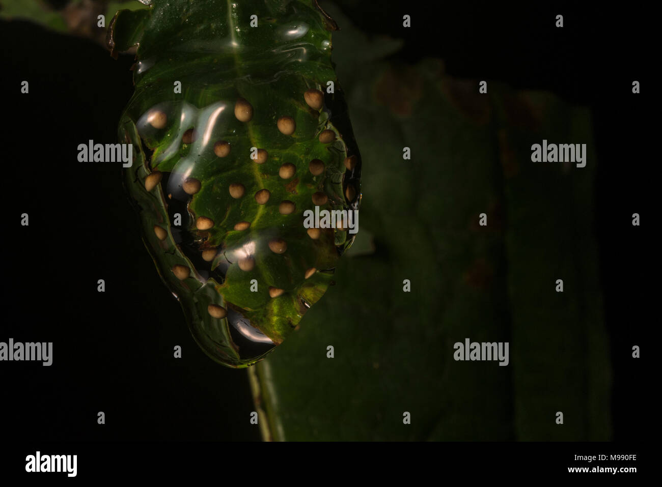 Ein Ei Masse von einem Dendropsophus treefrog, hängen Sie ihre Eier an den Blättern über dem Wasser, die in den Teich fallen, wenn Sie schlüpfen. Stockfoto