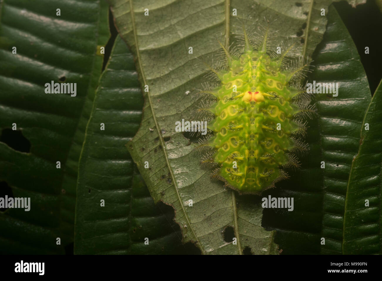 Ein Stechen slug Caterpillar aus der Familie Limacodidae, die in der tropischen Dschungel in Peru gefunden wurde. Stockfoto