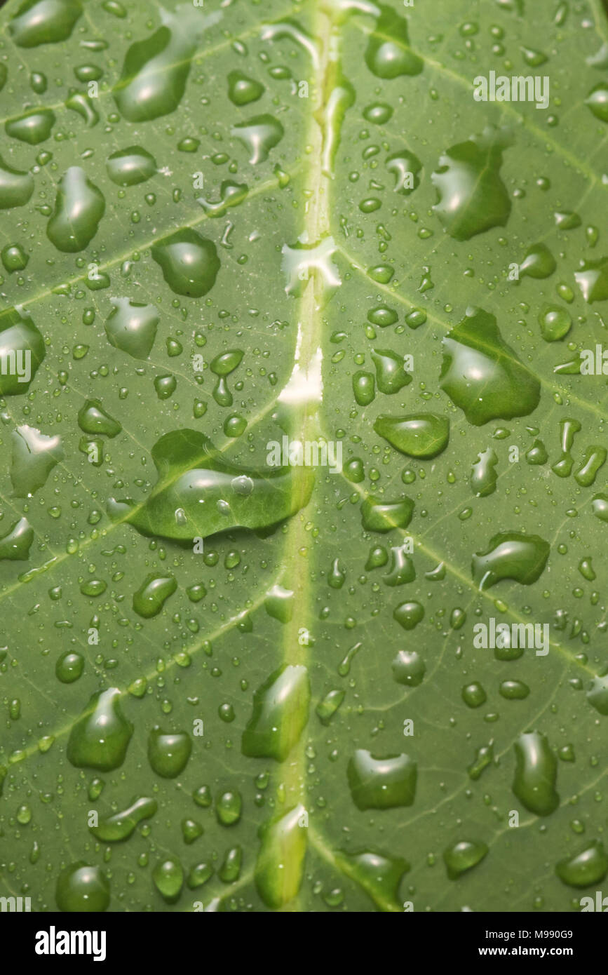 Wassertropfen auf ein Blatt im peruanischen Dschungel. Stockfoto