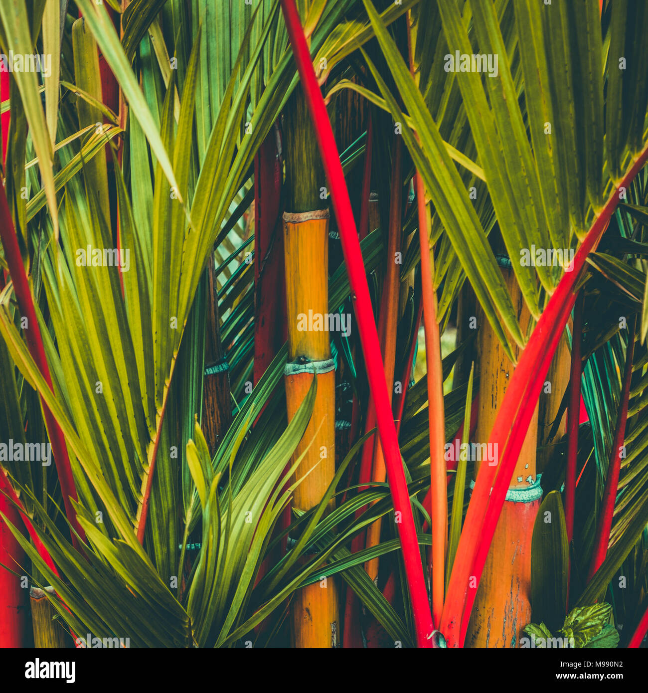 Roten Siegellack Palme alias Lippenstift Palm Tree - rote Stiele Palm Tree- Stockfoto