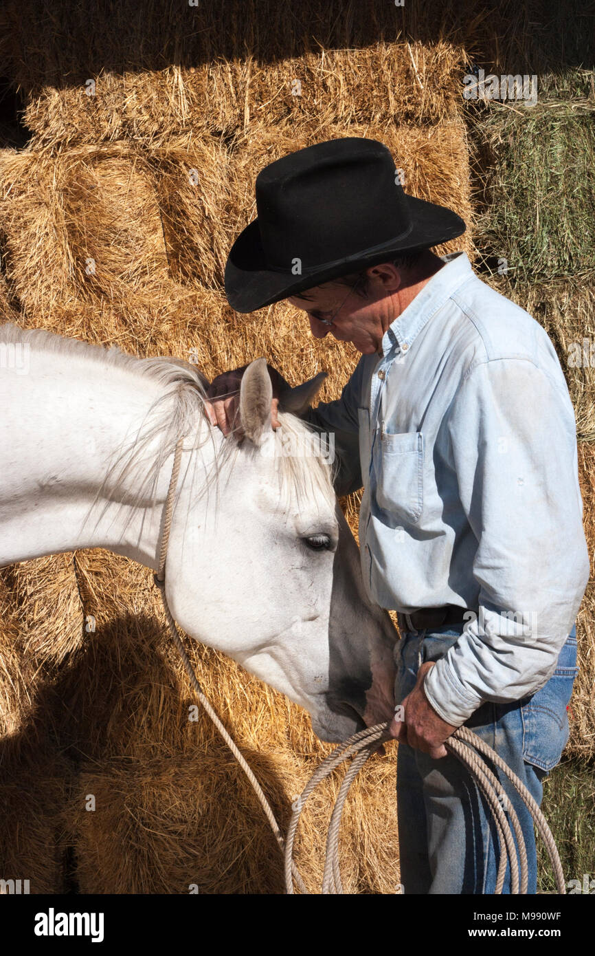 Cowboy den Kopf seines Pferdes reiben Barnyard Stockfoto