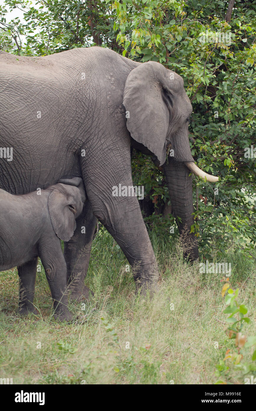 Afrikanischer Elefant (Loxodonta africana). Kuh und Kalb füttern. Adult​ weiblich Mutter von Kalb, surfen auf der unteren Geschichte Vegetation während Ihr Baby säugt f Stockfoto
