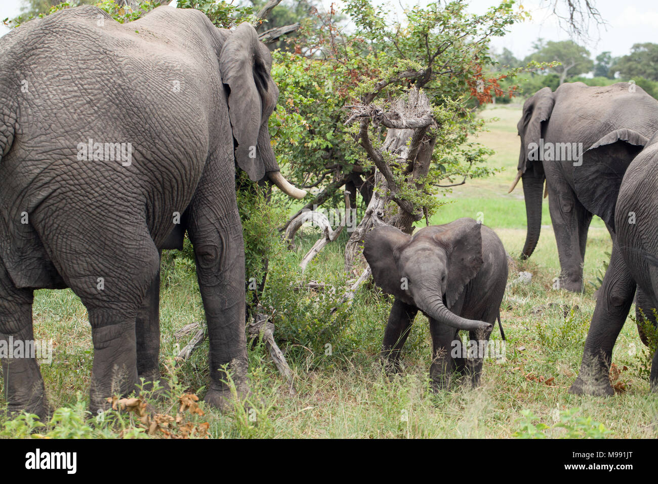 Afrikanische Elefanten (Loxodonta africana). Kalb oder Baby, die versuchen, ihre eigene Mutter unter mehreren anderen Kühe zu finden, durchsuchen Sie die Fütterung. Okavango Delta. Botsw Stockfoto