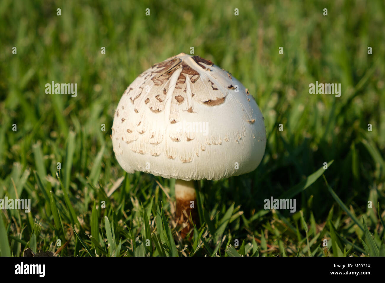 Zwei Pilze auf der Wiese - Pilz isoliert closeup - Stockfoto