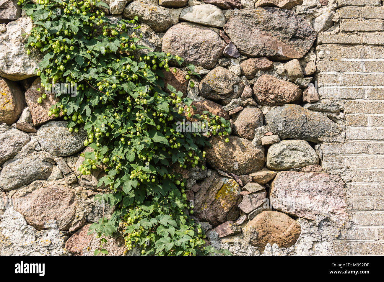 Stein Wand der alten Scheune, mit Hopfen überwuchert. Das Ende des Sommers. Podlasien, Polen. Stockfoto