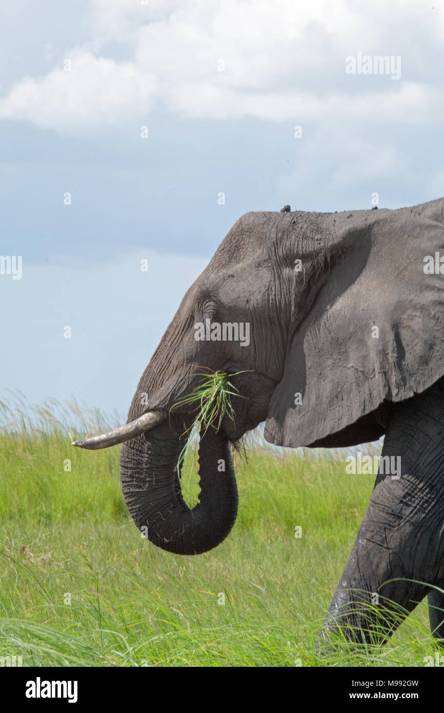 Afrikanischer Elefant (Loxodonta africana). Mit Trunk versammelt Gras in den Mund zu vermitteln. Okavango Delta. Botswana. Afrika. Stockfoto