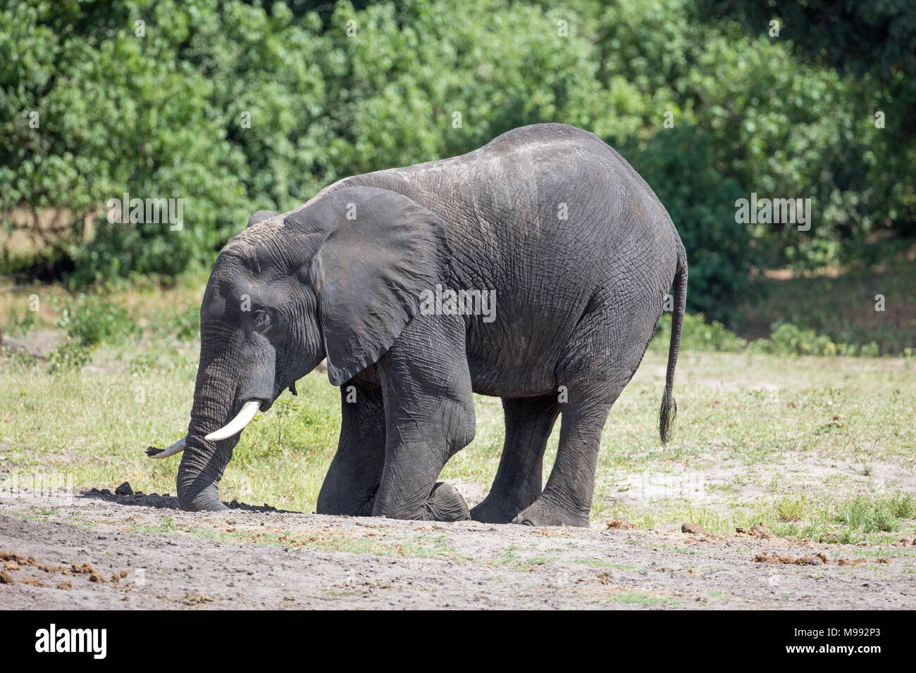 Afrikanischer Elefant (Loxodonta africana). Mit Stoßzähnen und Kofferraum eine ​Hole zu graben, bücken am Vorderbein Knie, und finden Sie die Mineralsalze, Nahrungsergänzungsmittel. Stockfoto