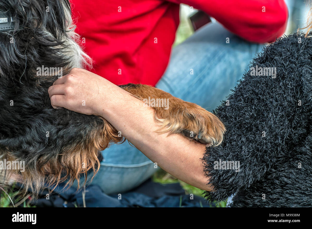 Bein einer Hund ruht auf dem Arm der Frau Stockfoto