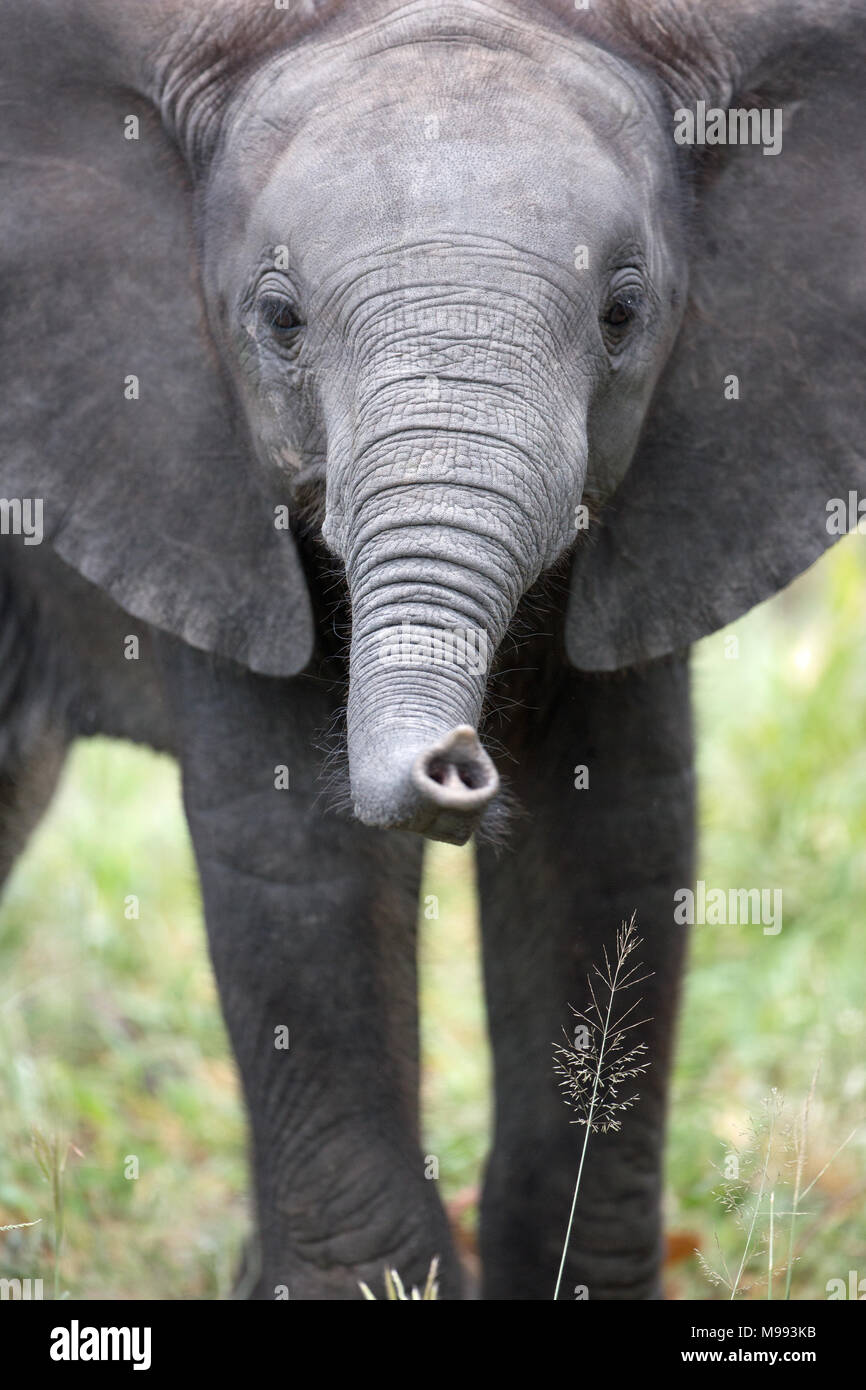 Afrikanischer Elefant (Loxodonta africana). Kalb mit trunk Tipp zu erreichen und die Untersuchung von Gras Rispe, Samen Kopf. Chobe National Park. Okavango Delta. B Stockfoto