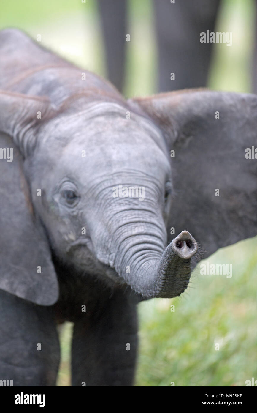 Afrikanischer Elefant (Loxodonta africana). Kalb, sensible trunk Tipp, Nasenlöcher und Finger - wie Projektion zu erreichen und zu untersuchen Sofortige lokale Stockfoto