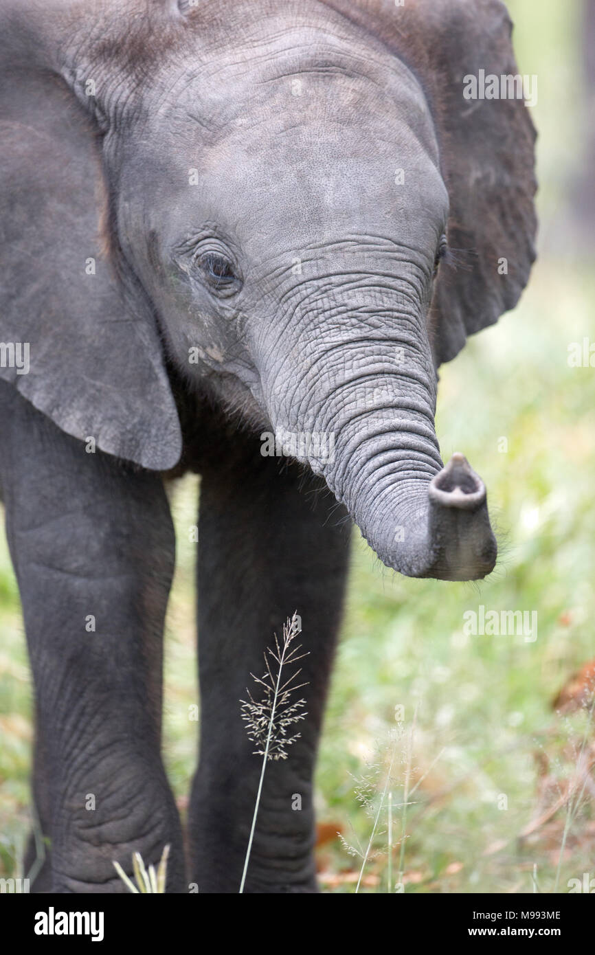 Afrikanischer Elefant (Loxodonta africana). Kalb mit trunk Tipp zu erreichen und die Untersuchung von Gras rispe oder Saatgut. Chobe National Park. Okavango Delta. Stockfoto
