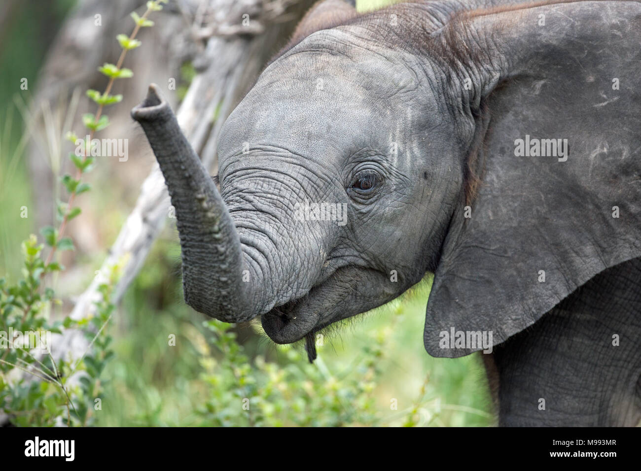 Afrikanischer Elefant (Loxodonta africana). Kalb mit trunk Tipp zu erreichen untersuchen Strauch Laub und. Chobe National Park. Okavango Delta. Botswana. Af Stockfoto