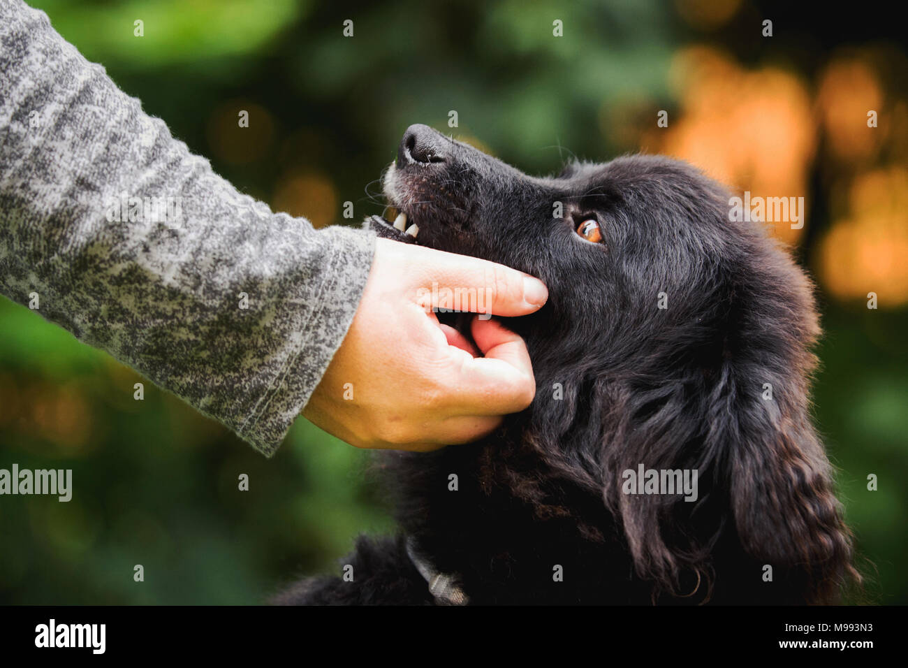 Eine weibliche Hand Petting einen niedlichen Hund. Unscharfer Hintergrund, Grün und Orange. Stockfoto