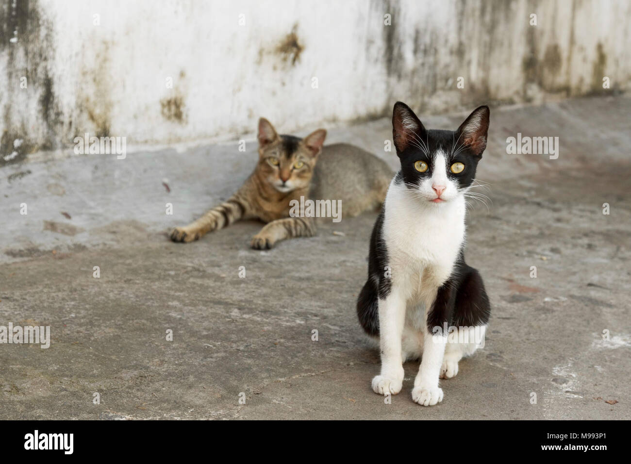 Zwei Katzen in einer Seitenstraße von Kochin, Kerala, Indien gesehen. Stockfoto