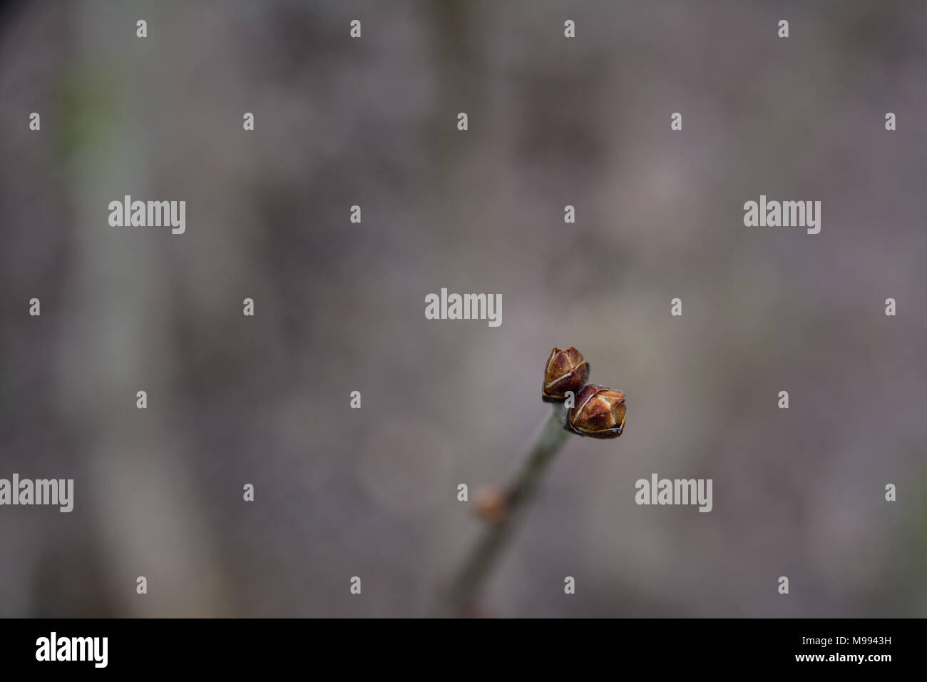 Zweig der frischen Knospen im Frühjahr, selektive konzentrieren. Frühling oder Ostern cocept, Postkarte. Stockfoto