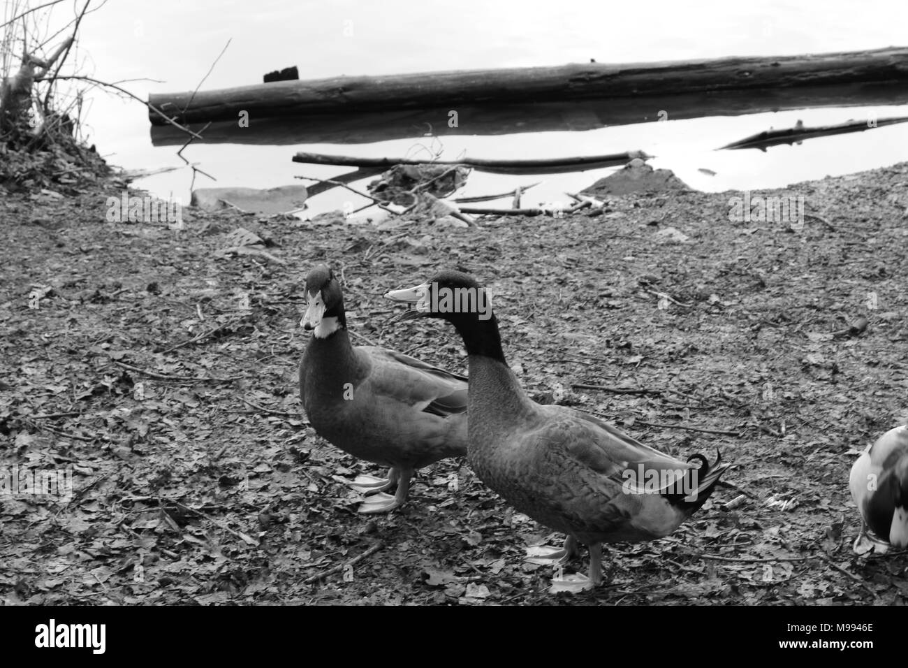 Monochrome Enten im Frühjahr Stockfoto