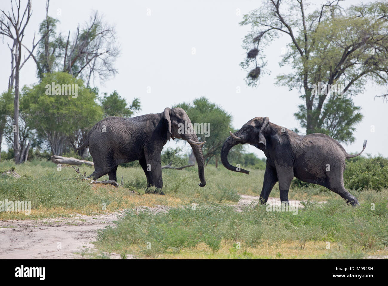 Afrikanischer Elefant (Loxodonta africana). Kopf auf Konfrontation zwischen zwei Bullen. Okavango Delta. Botswana. Afrika. Stockfoto