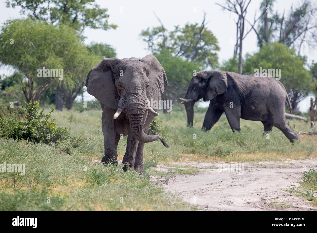 Afrikanischer Elefant (Loxodonta africana). Zwei, Schlamm bedeckt, tusked ältere allein lebende Stiere, wodurch ein waterhole​ auf der Suche nach Schatten unter Bäumen. Stockfoto