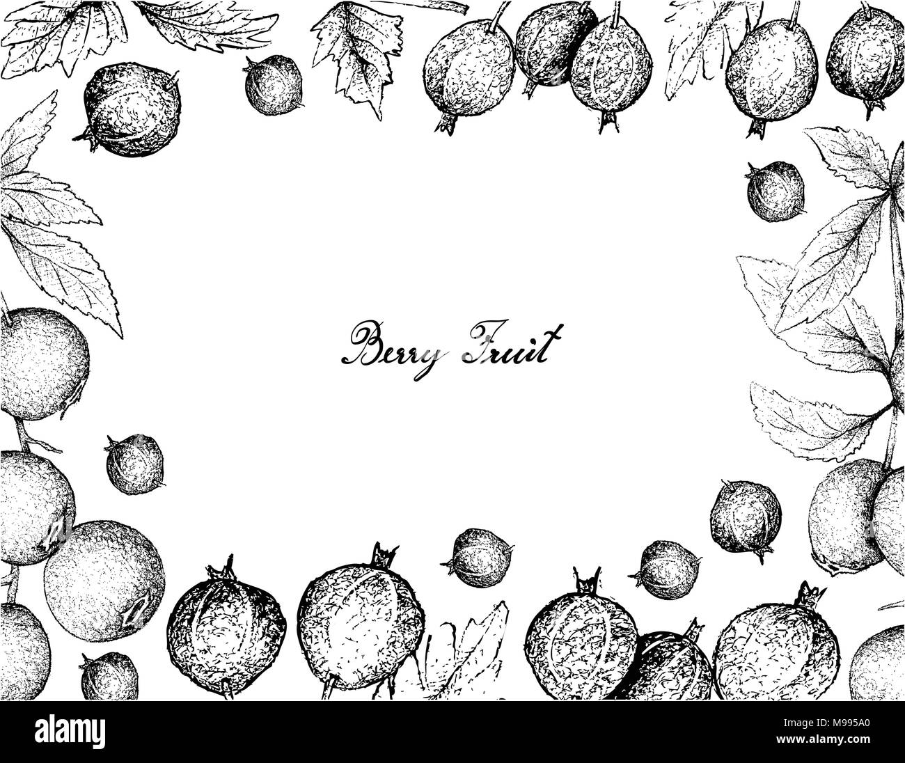 Beerenfrüchte, Illustration von Hand gezeichnete Skizze frischen schwarzen Samt Stachelbeere oder Ribes Oxyacanthoides Obst isoliert auf weißem Hintergrund. Stock Vektor