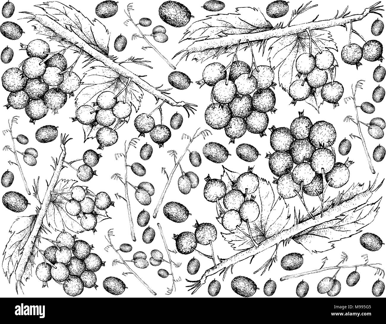 Beerenfrucht, Illustration Hintergrund von Hand gezeichnete Skizze von Blueberry Flachs Lilie oder Dianella Caerulea Fruites. Stock Vektor