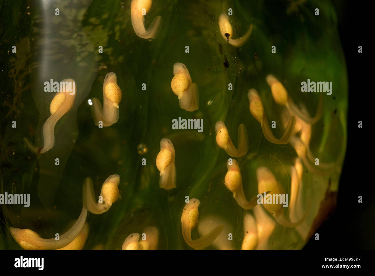 Überhängenden ein Strom in Peru ist es möglich, ei Massen Froschschenkel mit Kaulquappen entwickeln zu finden. Dieses ei Masse gehört zu einem glassfrog (Centrolenidae). Stockfoto