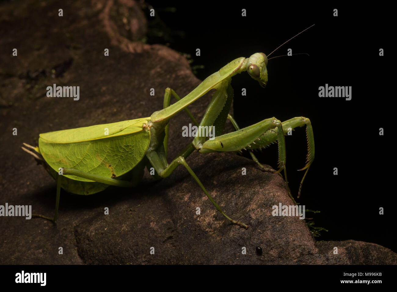 Eine große weibliche Blatt Mantis, einem Pseudoxyops Arten, aus Peru. In der Regel ist es auch unter den Blättern verborgen, aber es war heraus gekrochen auf einem Felsen. Stockfoto