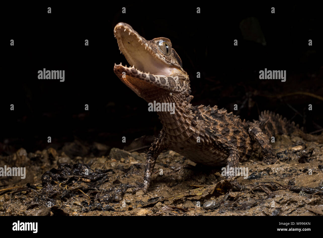 Eine glatte Fassade Kaiman (Paleosuchus trigonatus), eine Spezies aus dem Amazonas, tut sein Bestes, furchtsam zu erscheinen und einschüchternd. Stockfoto