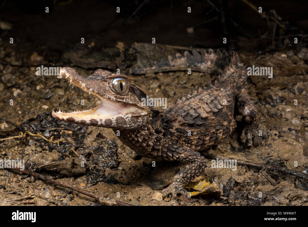 Eine glatte Fassade Kaiman (Paleosuchus trigonatus), eine Spezies aus dem Amazonas, tut sein Bestes, furchtsam zu erscheinen und einschüchternd. Stockfoto