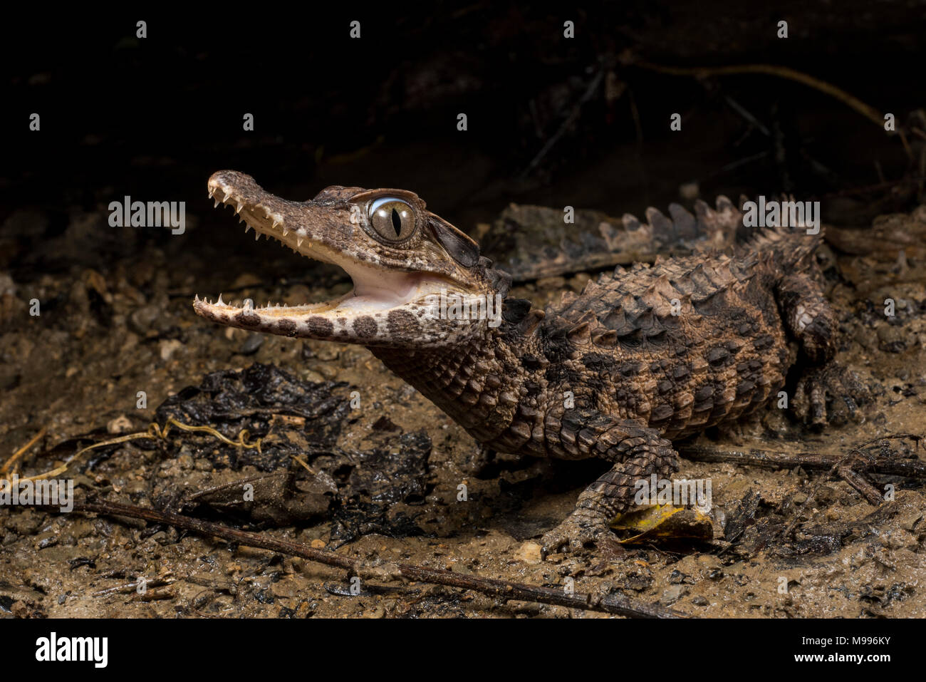 Eine glatte Fassade Kaiman (Paleosuchus trigonatus), eine Spezies aus dem Amazonas, tut sein Bestes, furchtsam zu erscheinen und einschüchternd. Stockfoto