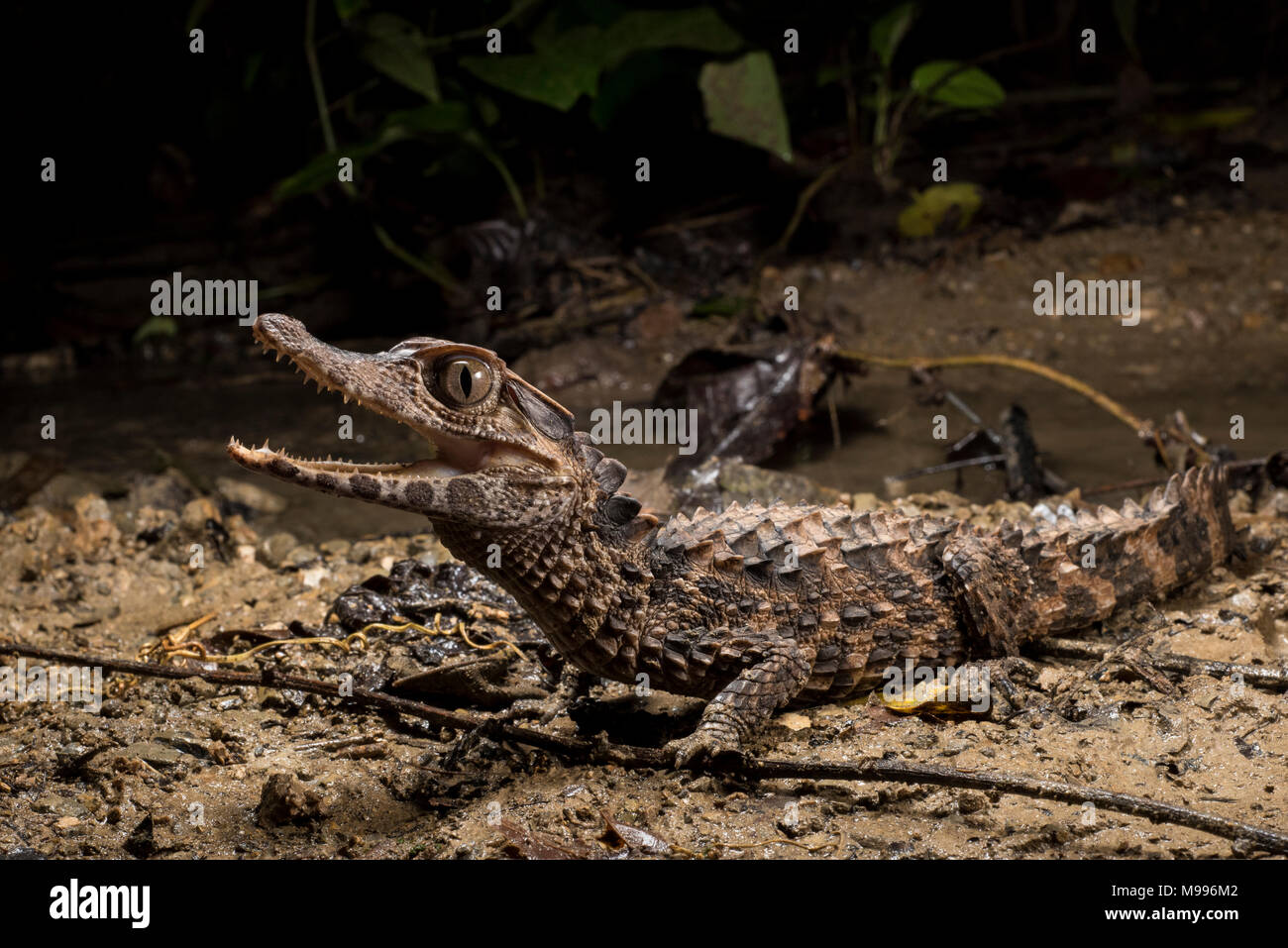 Eine glatte Fassade Kaiman (Paleosuchus trigonatus), eine Spezies aus dem Amazonas, tut sein Bestes, furchtsam zu erscheinen und einschüchternd. Stockfoto