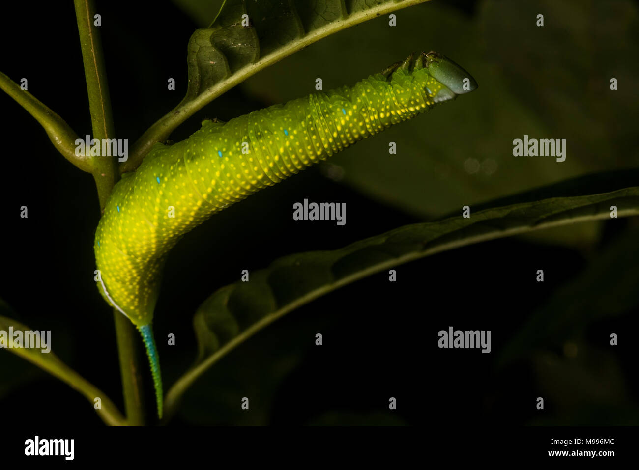 Eine große Raupe von einer Sphinx moth aus tropischen Peru. Stockfoto