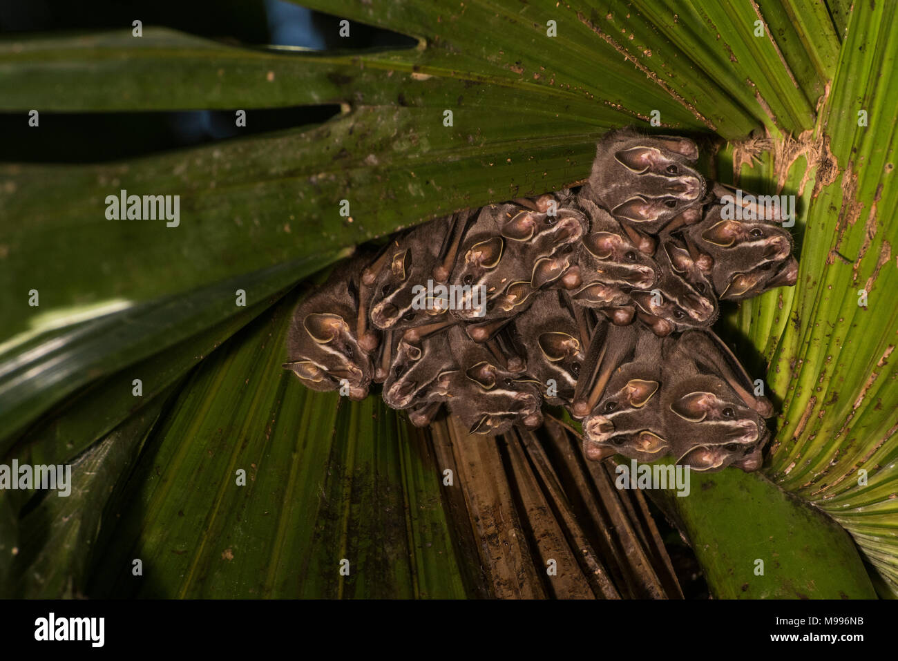 Eine soziale Roost eines tropischen Obst bat (Artibeus sp.) aus dem Regenwald von Peru. Stockfoto