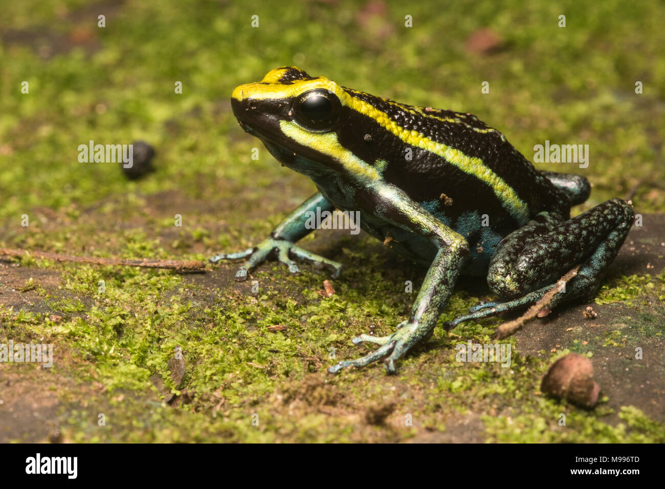 Ameerega zu den größten des Giftes Frösche sind, dieses große Arten (Ameerega pepperi) ist kühn sowie farbige und kann in Peru gefunden werden. Stockfoto