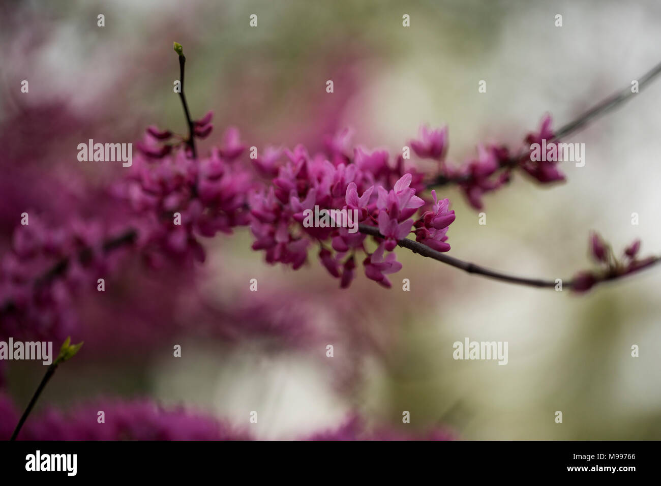 Detailansicht der Blumen auf einem östlichen redbud Baum (Cercis canadensis). Stockfoto