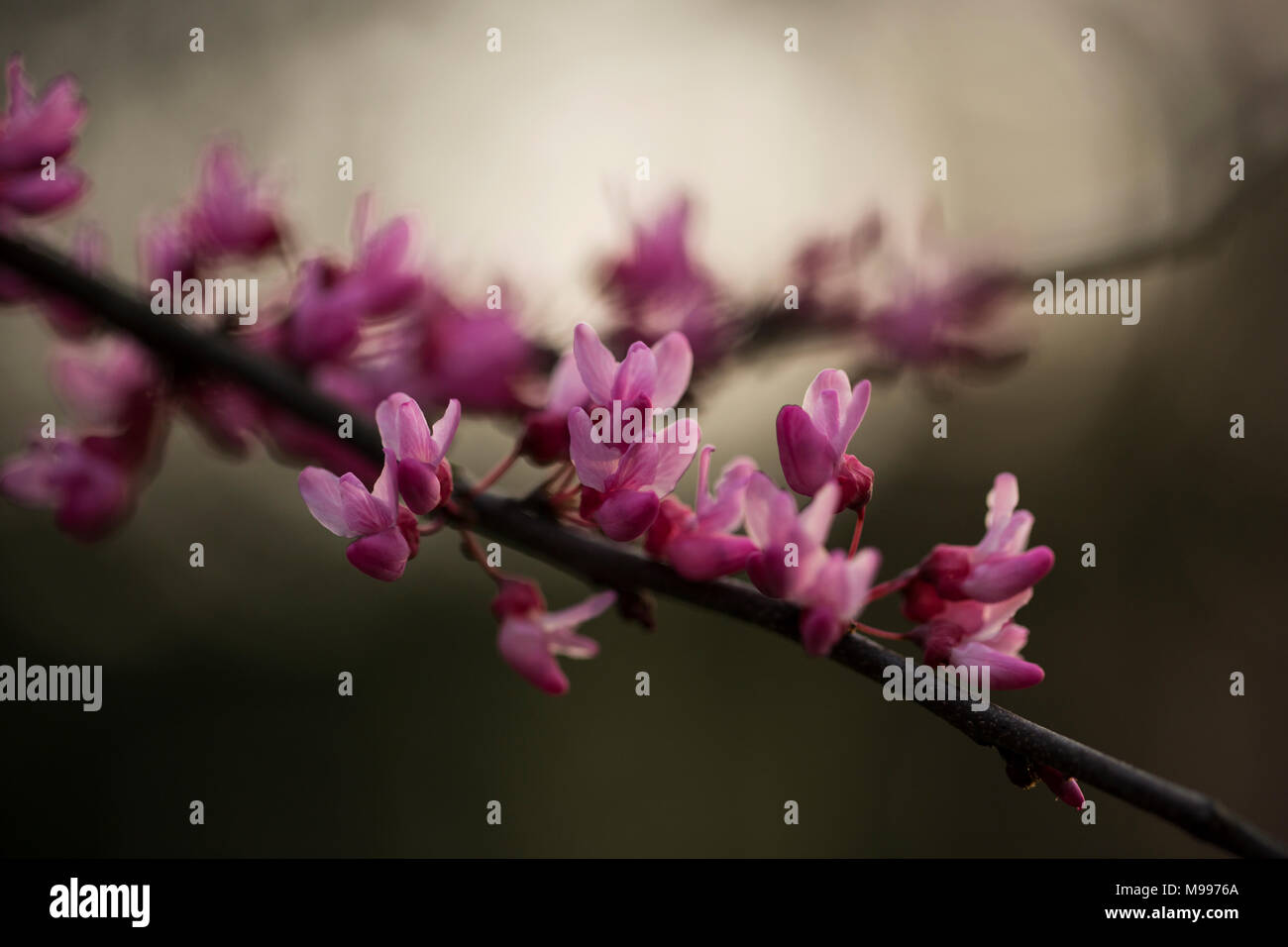 Detailansicht der Blumen auf einem östlichen redbud Baum (Cercis canadensis). Stockfoto
