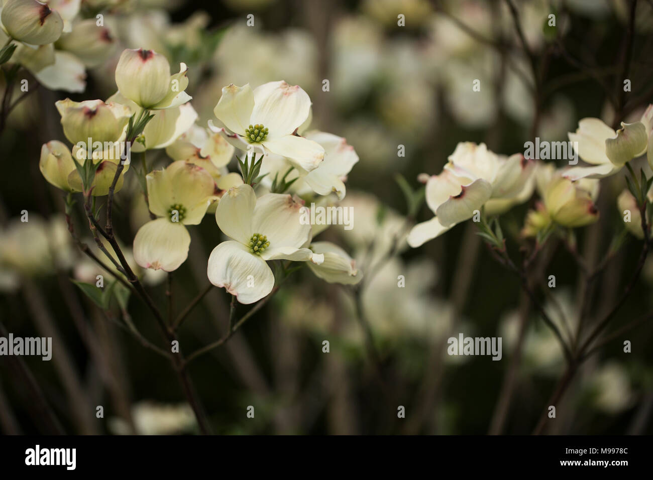 Blühende Hartriegel (Cornus Florida) Baum blüht im Frühjahr. Stockfoto